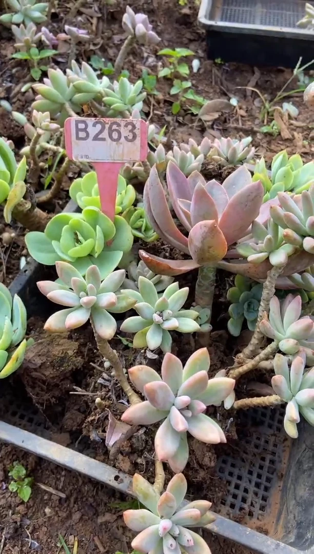 【闪购商品】B263清风花木兰多肉脱土晾根纸巾打包