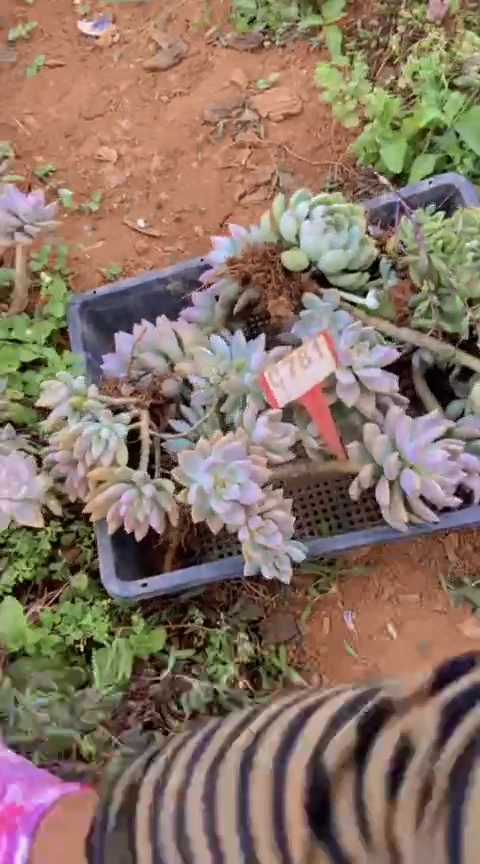 【闪购商品】C781清风花木兰多肉晾根打包发货