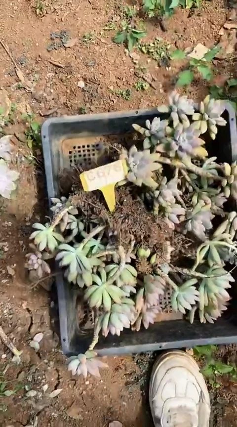 【闪购商品】C676地拍清风花木兰多肉晾根纸巾打包