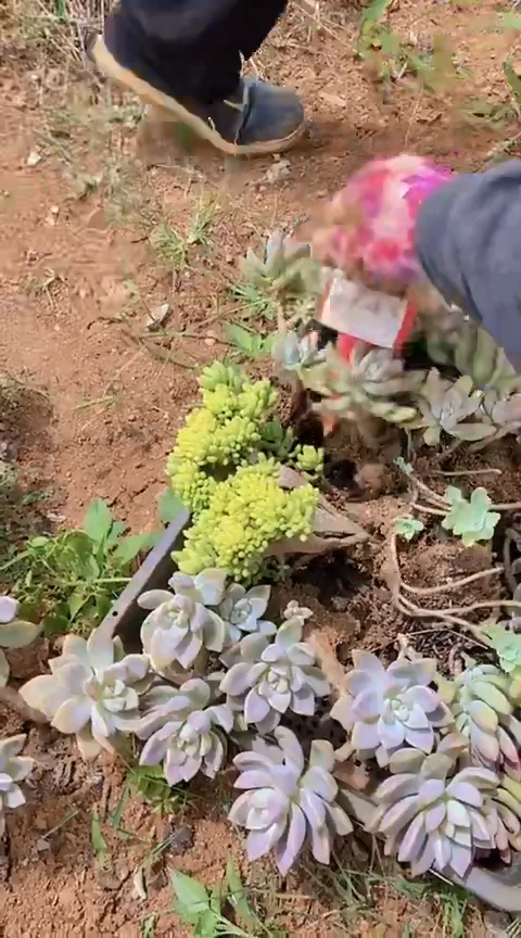 【闪购商品】C743地拍清风花木兰多肉晾根纸巾打包