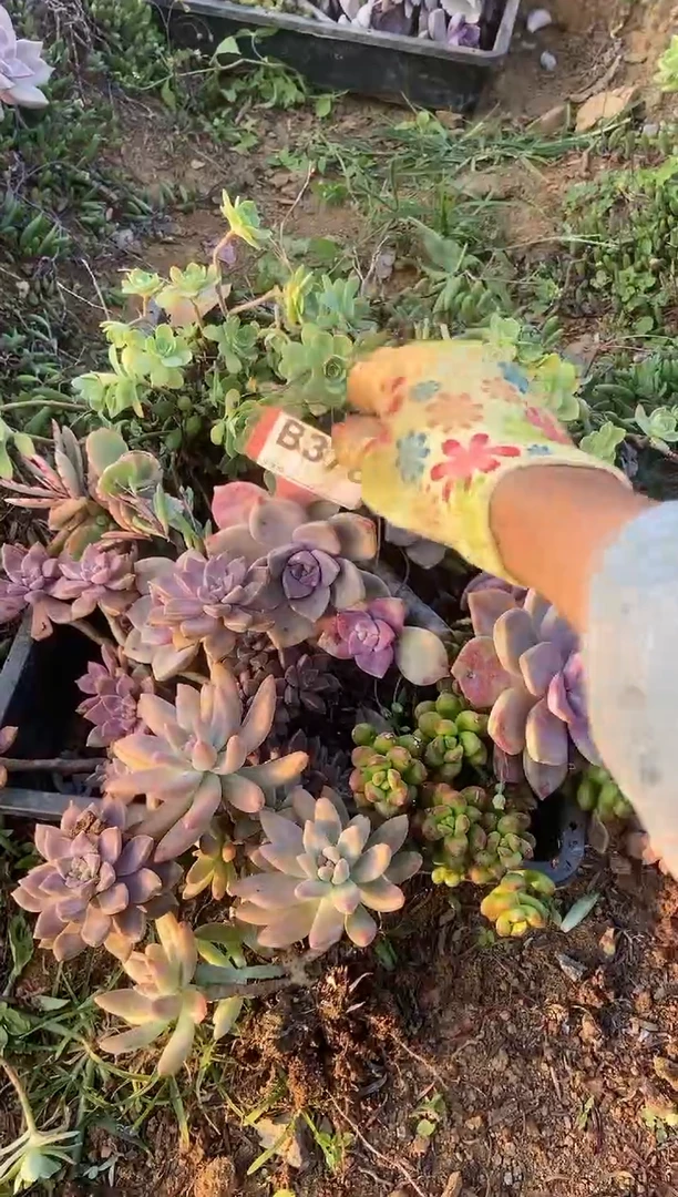 【闪购商品】B378清风花木兰多肉脱土晾根纸巾打包