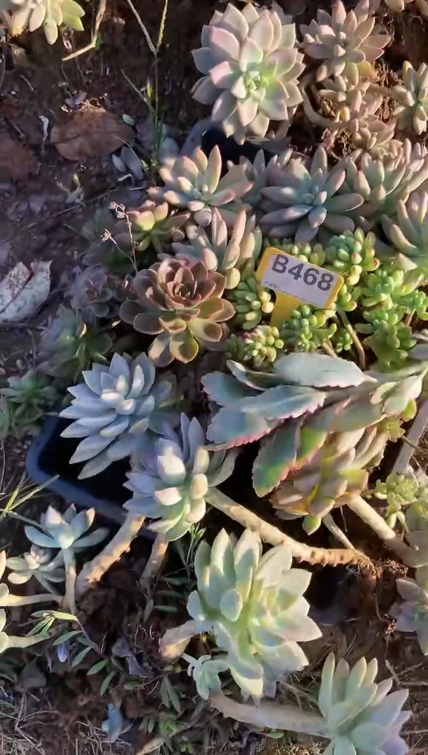 【闪购商品】B468清风花木兰多肉脱土晾根纸巾打包