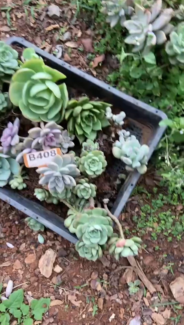 【闪购商品】B408清风花木兰多肉脱土晾根纸巾打包