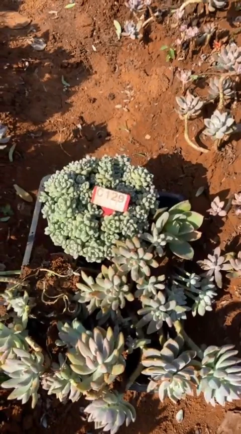 【闪购商品】C129地拍清风花木兰多肉晾根纸巾打包