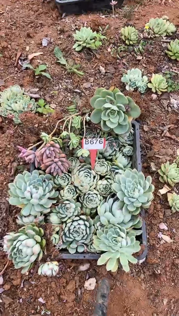 【闪购商品】B676清风花木兰多肉脱土晾根纸巾打包