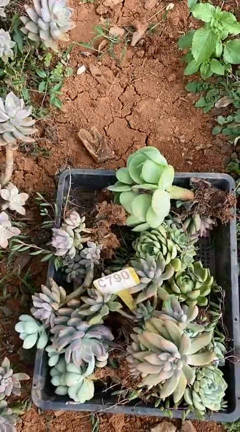 【闪购商品】C790清风花木兰多肉晾根打包发货