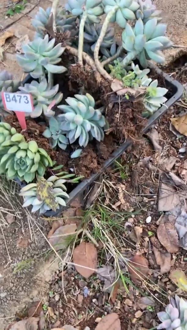 【闪购商品】B473清风花木兰多肉脱土晾根纸巾打包