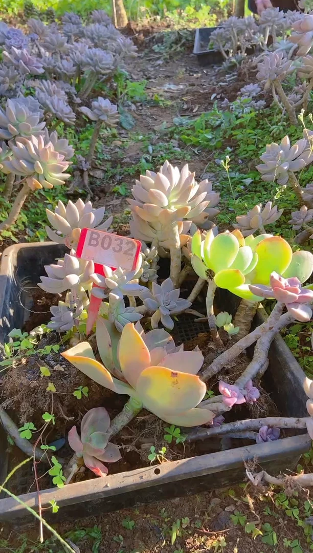 【闪购商品】B032清风花木兰多肉脱土晾根纸巾打包