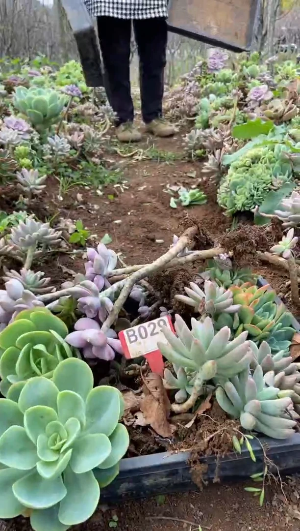 【闪购商品】B029清风花木兰多肉脱土晾根纸巾打包