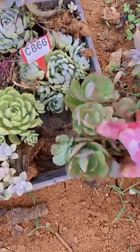 【闪购商品】C866清风花木兰多肉晾根打包发货