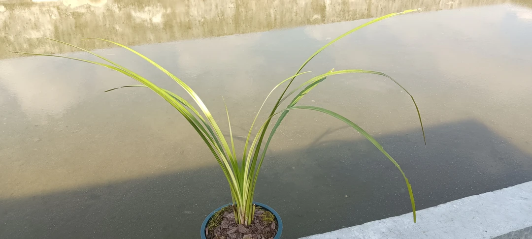 秋芝大斑草一苗成景