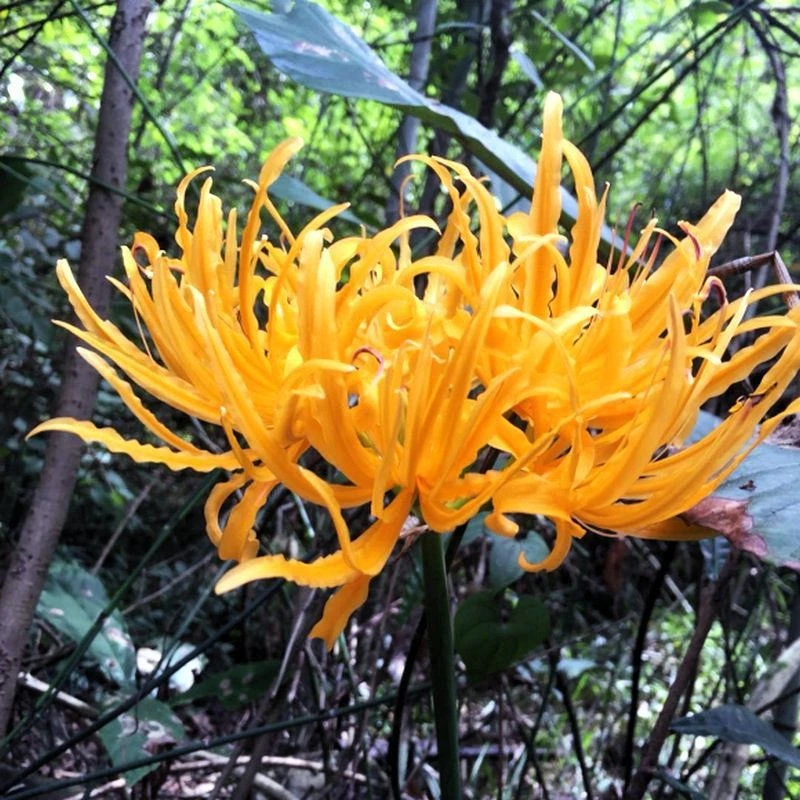 四季室内花球易活种球彼岸花球耐寒开花阳台盆栽夏季开花好养石蒜