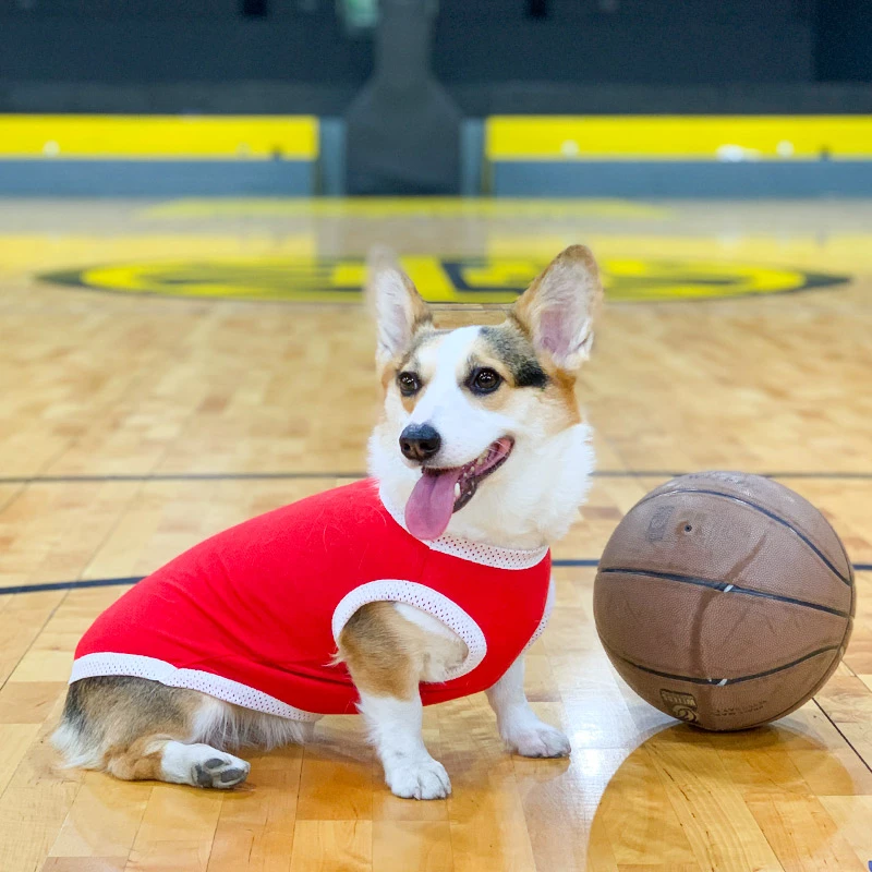 柯基犬球衣狗狗衣服薄款夏季小型中型犬队服夏天透气宠物网眼背心
