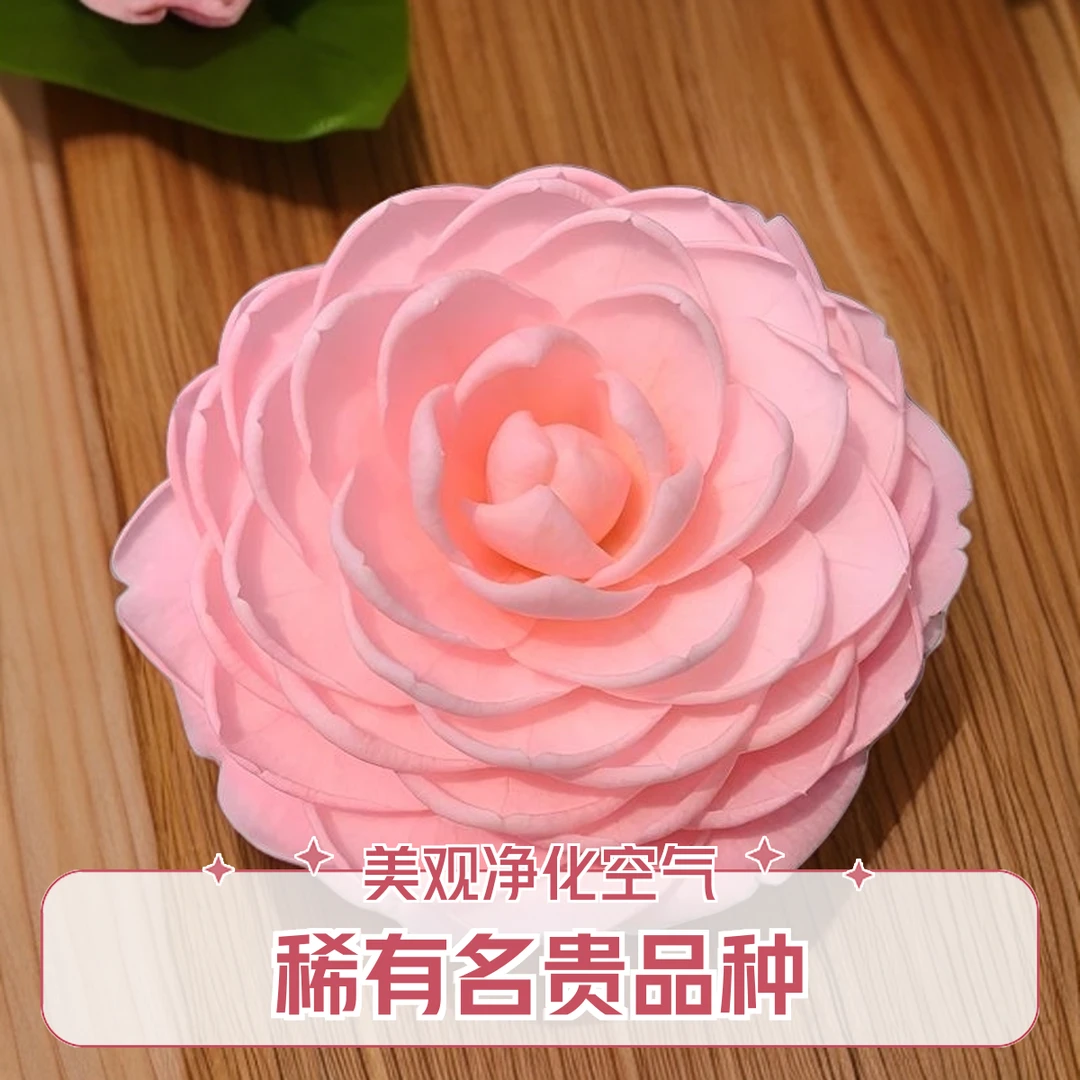 【叶子】稀有名贵品种宫粉开花小桃红茶花粉色重瓣