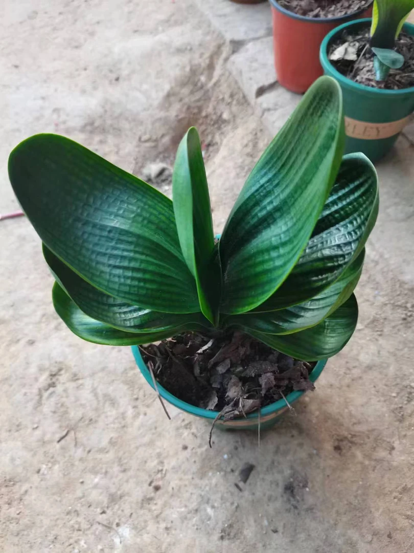 宽短圆君子兰基地发货