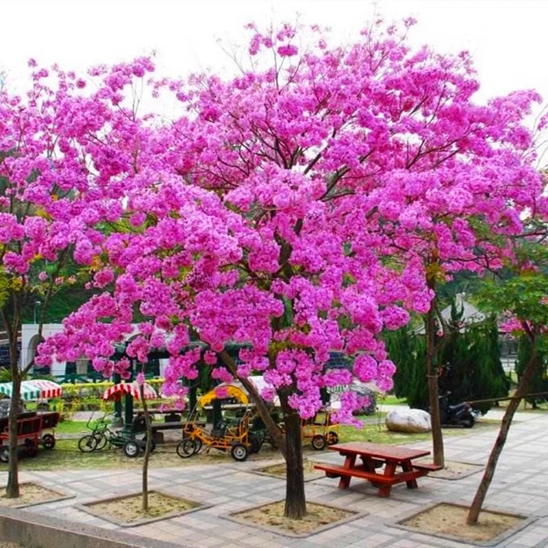 多花风铃木树苗紫花风铃木苗黄花风铃木大树名贵苗木庭院绿化盆栽