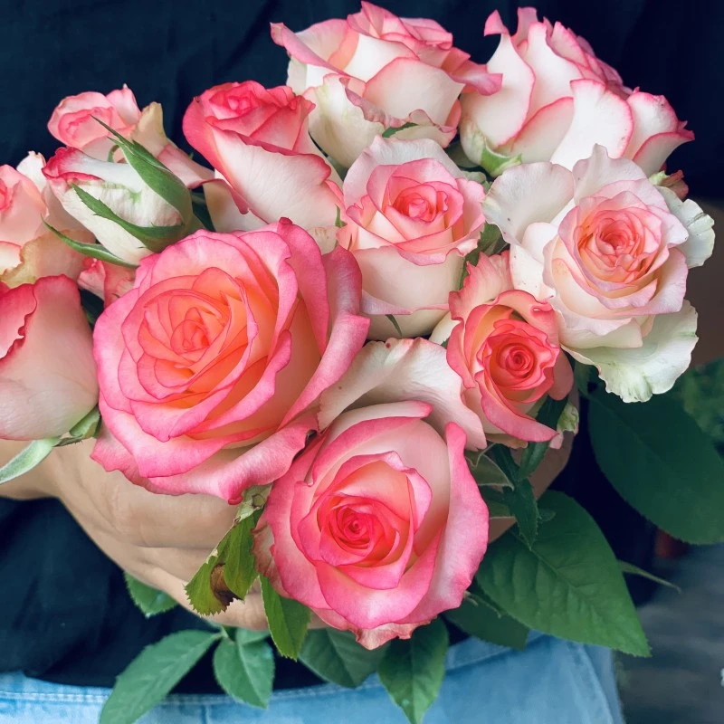 艾莎月季花苗四季开花灌木切花玫瑰庭院阳台花卉盆栽