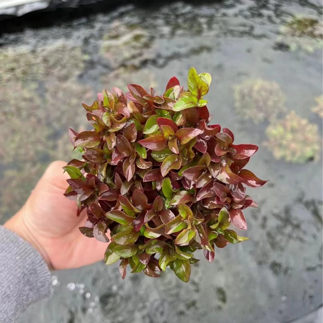红波鱼缸水草坨草增氧植物新手淡水活体阴性草自带水草泥懒人造景