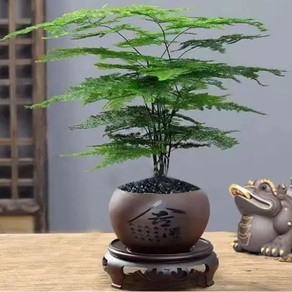 文竹盆栽植物室内净化空气办公室绿植花卉盆景四季常青小盆栽卷卷