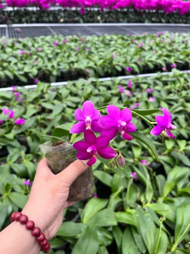 【红马丁-带香味】3.0寸蝴蝶兰紫色系稀有品种带花香加高