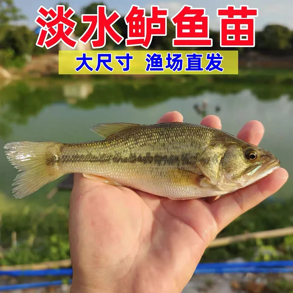 优质鲈十公分加州鲈路亚鱼苗大口黑鲈冷水鱼淡水养殖优鲈3号饲养