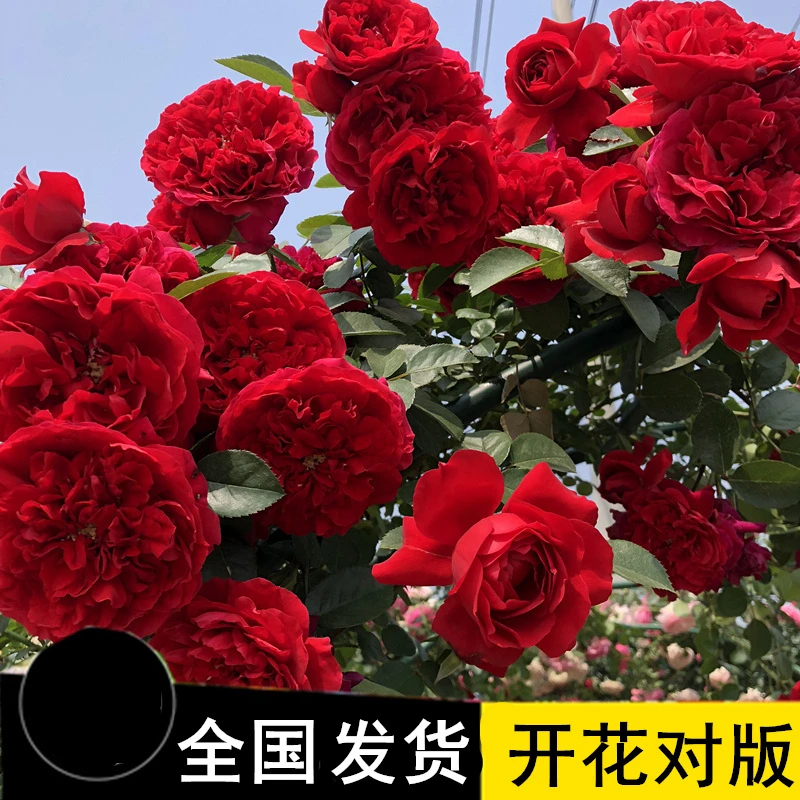 【买2送1】2米左右藤本月季花苗大花浓香四季开花阳台庭院爬藤蔷薇