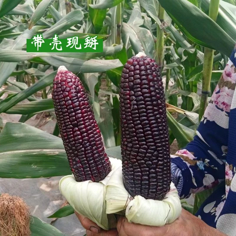 【黑美人】农家新鲜现摘黑糯玉米农家自种