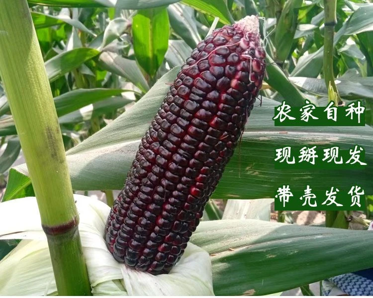 【混合装】农家自种新鲜现采黑 白玉米甜糯玉米