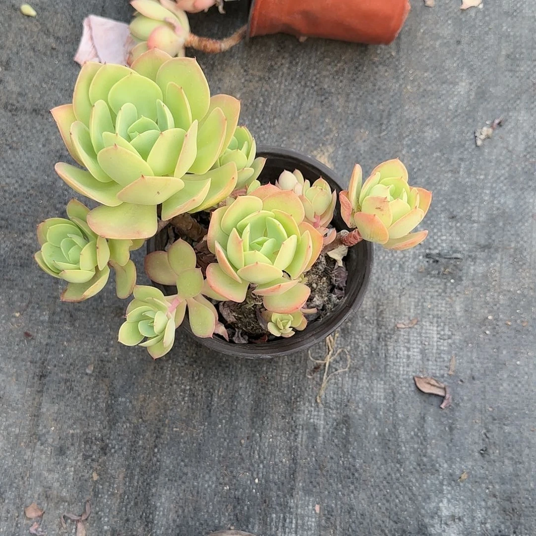 碧桃老桩多肉植物