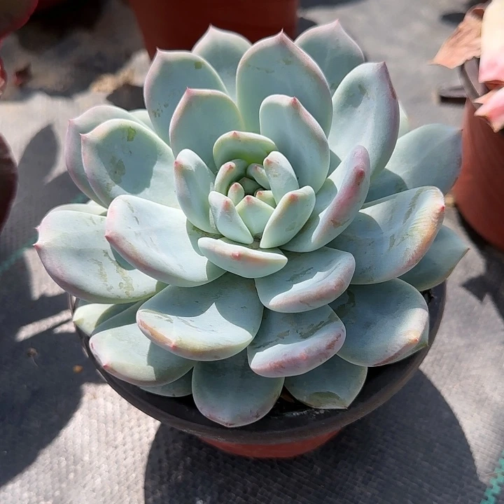 红陶20CM（含）-50CM（不含）橙子单头