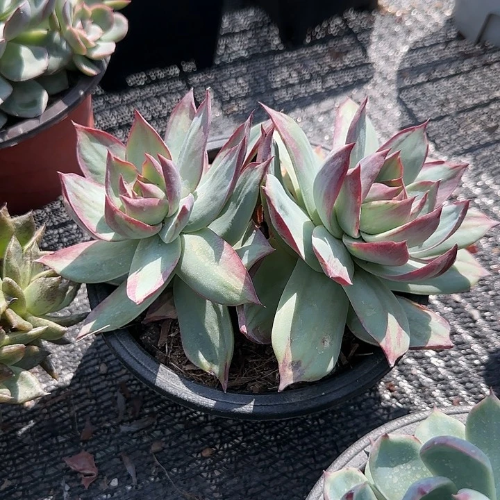 红陶20CM（含）-50CM（不含）惊鸿双头特价