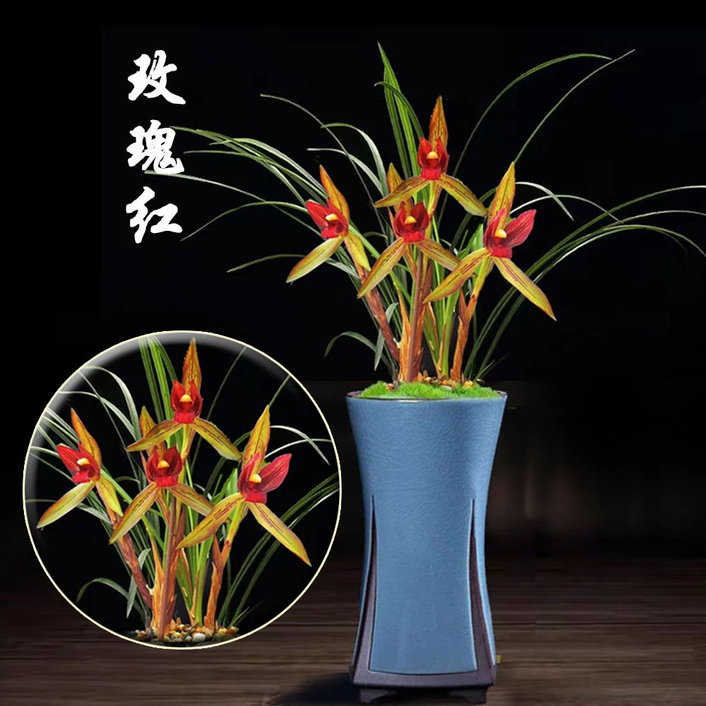 春兰铭品【带花苞】浓香玫瑰红室内办公室秋冬季绿植盆栽花卉不带花