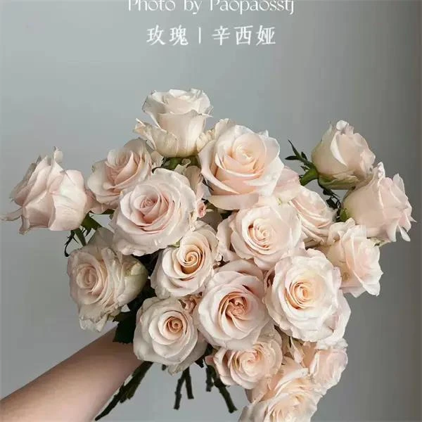 【4颗包邮】辛西娅新品切花月季花苗绿植花卉玫瑰阳台盆栽