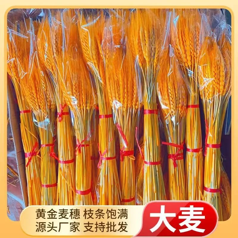 【今年新麦】黄金大麦麦穗麦芒长干花开业大麦黄金麦穗厂家批发整箱