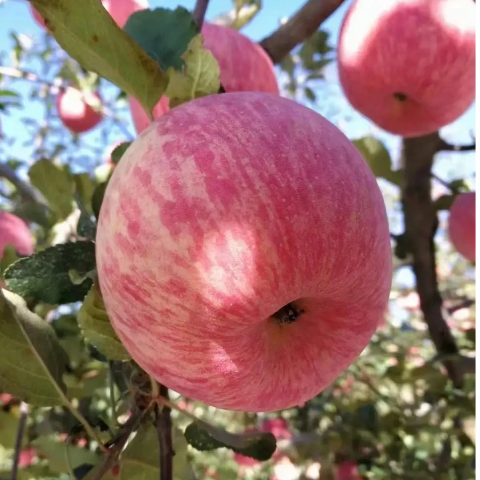 甘肃静宁红富士苹果