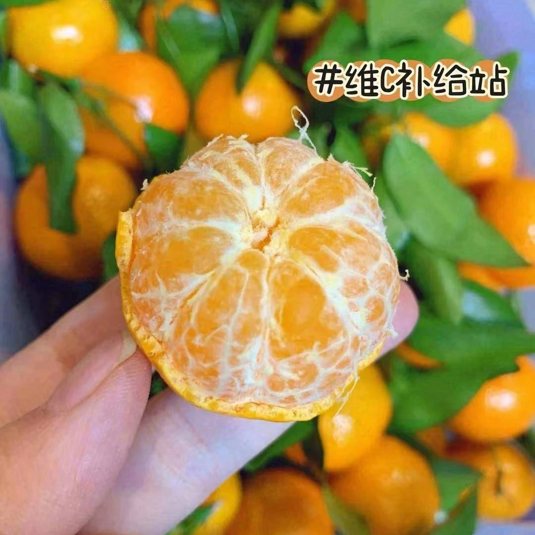 广西精品砂糖橘 3 斤