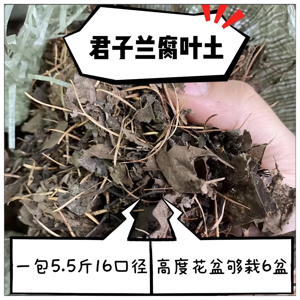 君子兰专用土腐叶土微潮5.5斤16口径高度花盆可栽6盆养殖方法技巧
