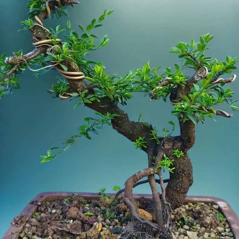 铁马鞭，一物一拍