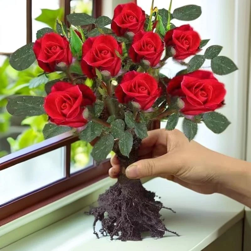 【四季开花】基地玫瑰花苗老桩室内外观花植物绿植盆栽花卉阳台种植