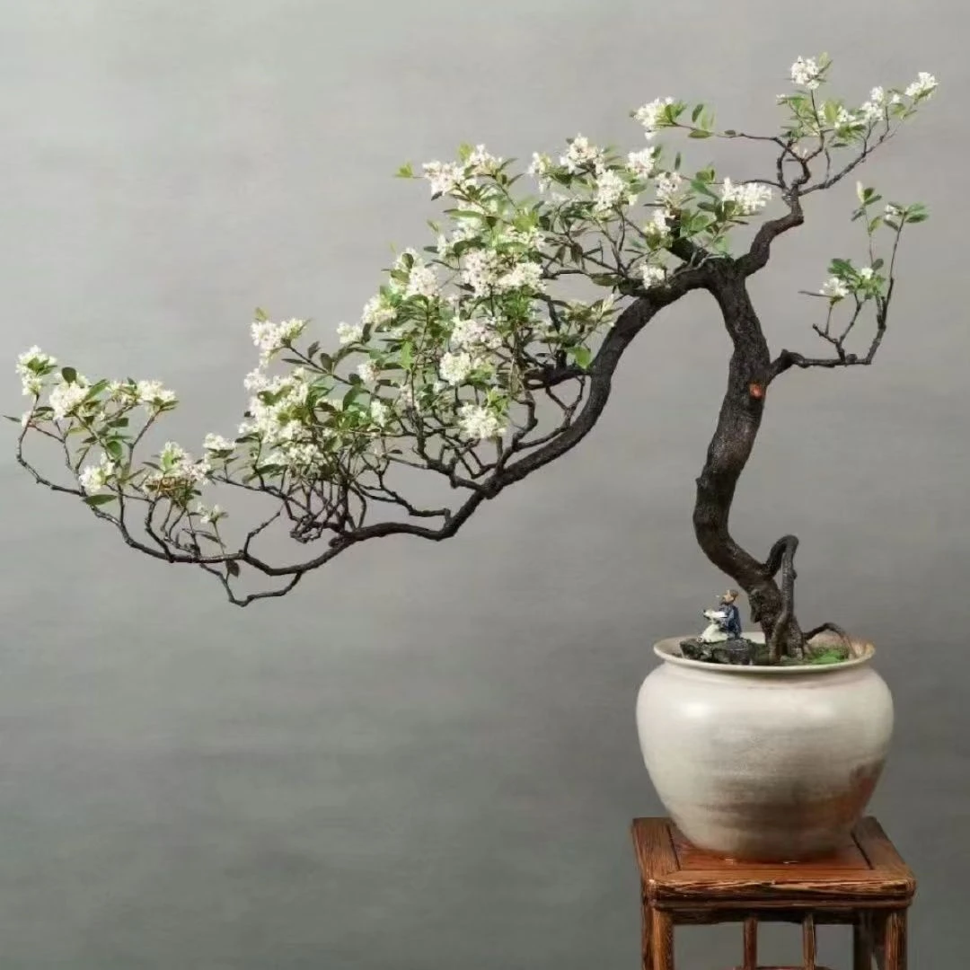 海岛春花网红室内耐阴高端盆景