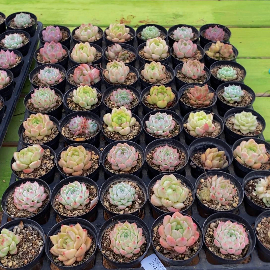 242多肉植物保护研究所所长