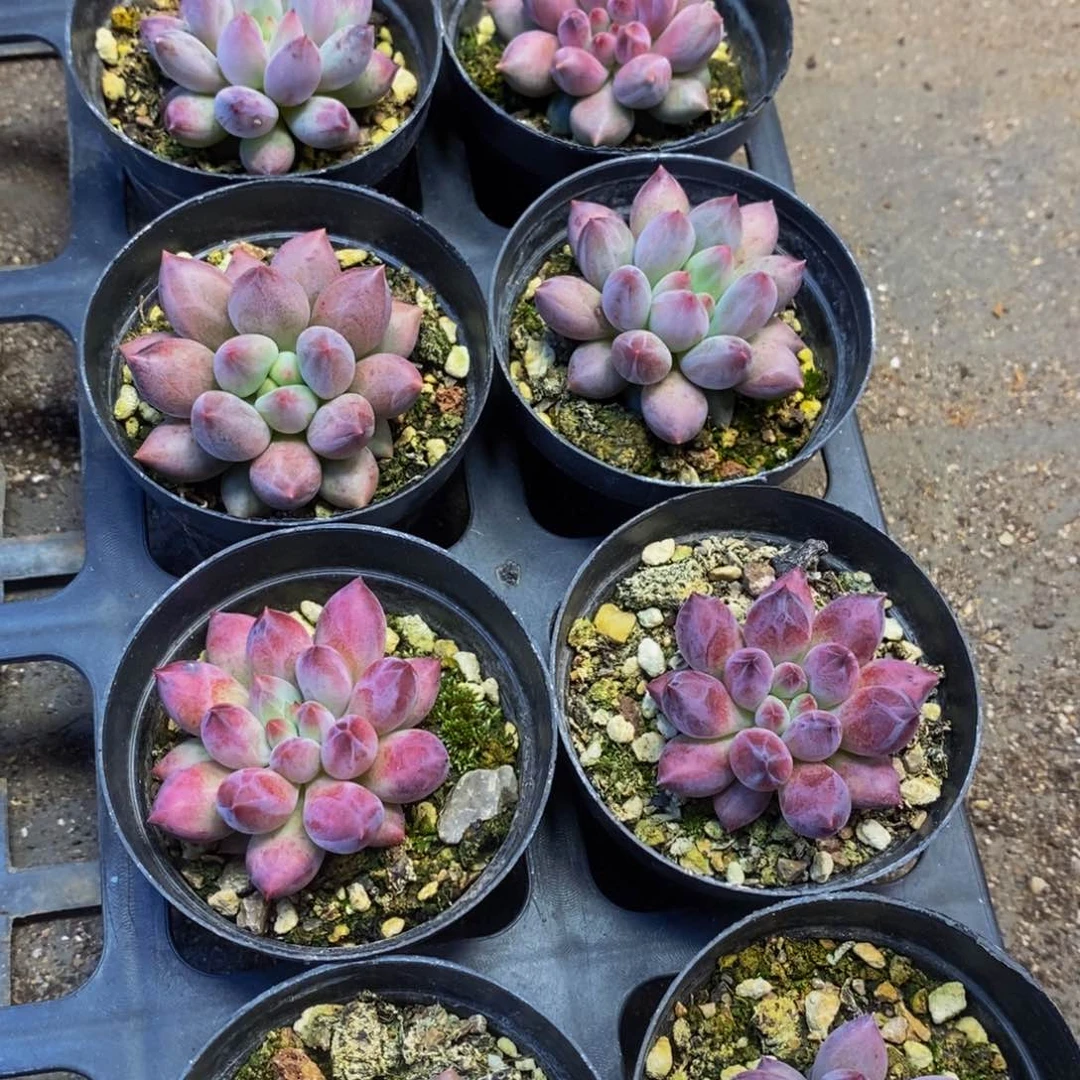 297 仙葩园艺精品多肉