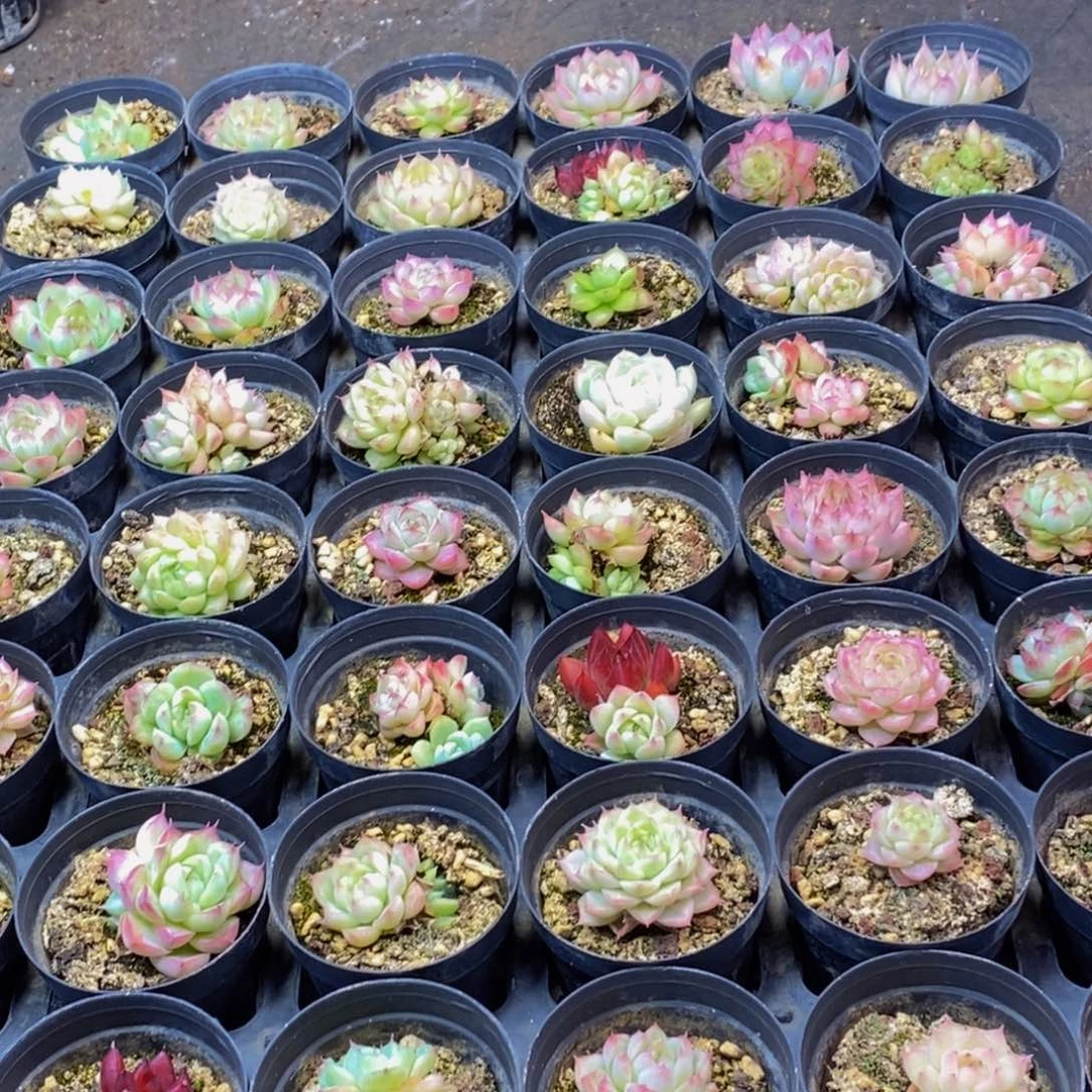 493多肉植物保护研究所