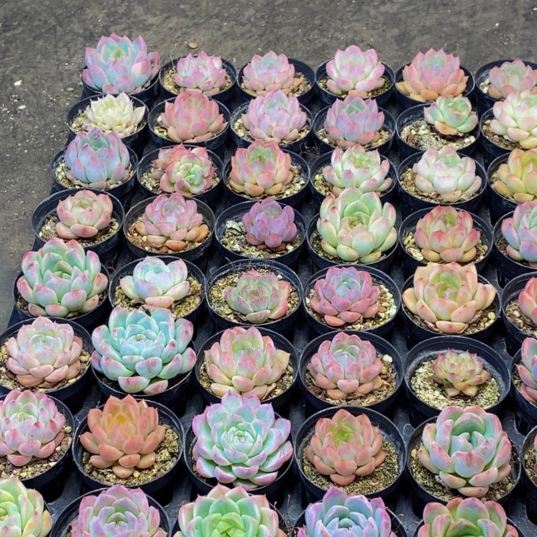 乐*册349多肉植物保护研究所所长