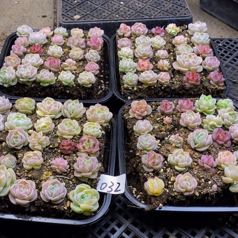 【闪购商品】032....