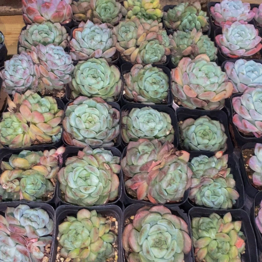 859 仙葩园艺精品多肉