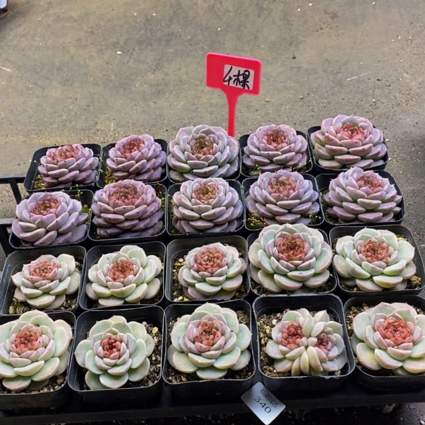 【闪购商品】340....