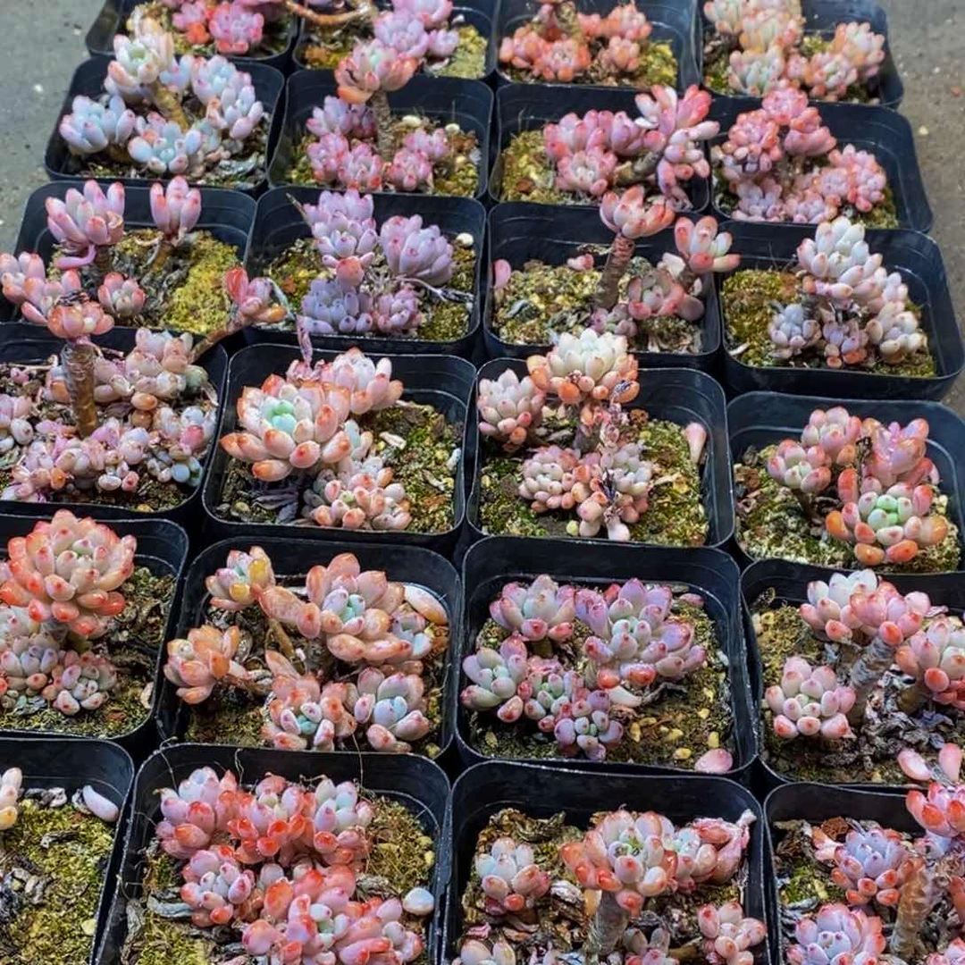 363多肉植物保护研究所所长