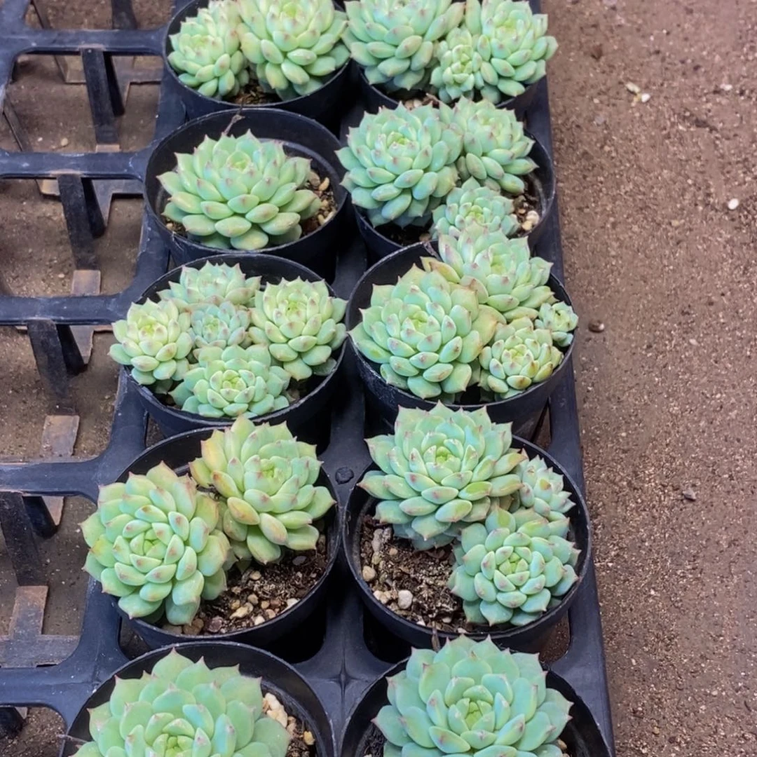 451多肉植物保护研究所所长