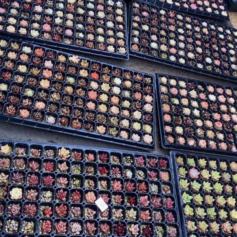 【闪购商品】143多肉